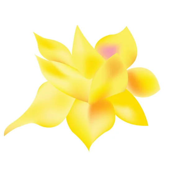 Daffodil Flower Made Mesh White Background — Stock Vector