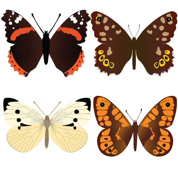 Amiral Butterfly Speckled Wood Butterfly White Butterfly Wall Brown Butterfly — Stock Vector
