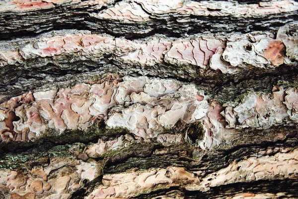 Ιστορικό Κορμού Δέντρου Υφή Φλοιού Δέντρου Κοντινό Επιλεκτική Εστίαση — Φωτογραφία Αρχείου