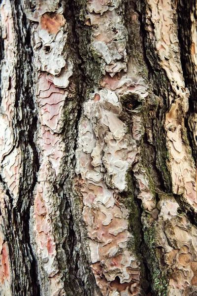 Ιστορικό Κορμού Δέντρου Υφή Φλοιού Δέντρου Κοντινό Επιλεκτική Εστίαση — Φωτογραφία Αρχείου