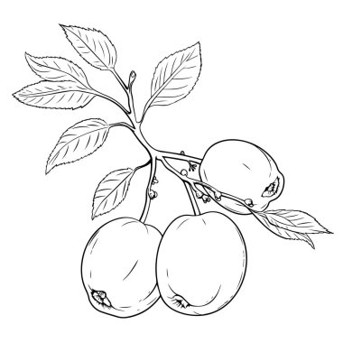 Tasarımlarınızı kayısı taslak ikon vektörümüzle yükseltin. Basitlik ve karmaşıklığın mükemmel bir karışımı..