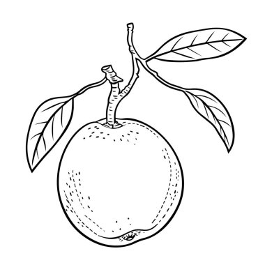 Tasarımlarınızı kayısı taslak ikon vektörümüzle yükseltin. Basitlik ve karmaşıklığın mükemmel bir karışımı..