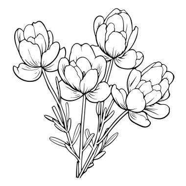 Botanik grafikler için ideal frezya ana hatlarının minimalist vektör tasviri.