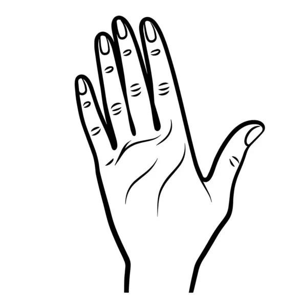 Représentation Vectorielle Minimaliste Contour Des Mains Une Femme Élégante Idéale — Image vectorielle