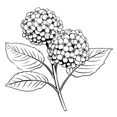 Çiçek temalı projeler için ideal şık ortanca ikon vektörü. Basit zarafet.