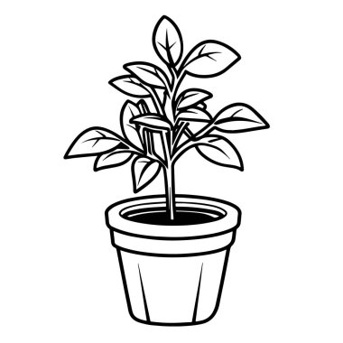 Vektördeki fesleğenin sadeleştirilmiş illüstrasyonu.