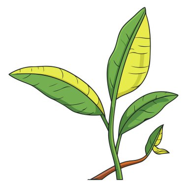 Muz dalı simgesinin vektör çizimi, egzotik tasarımlar için mükemmel.