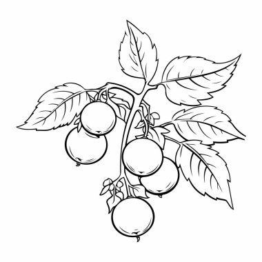 Simple line art a cute tomato in vector style.