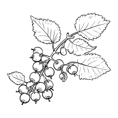 Şirin ve basit bir sanat tarzında temiz ve minimalist kuşüzümü simgesi.