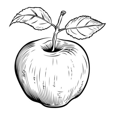 Sulu bir elma ve kök yaprağının canlı vektör çizimi, şirin bir taslak simgesi kadar mükemmel..