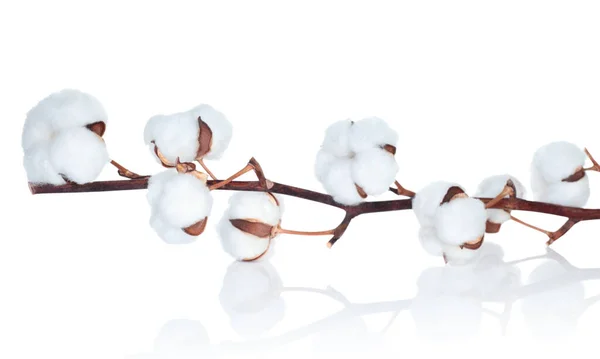 Beyaz Arkaplanda Pamuk Çiçeği Doğal Yaratıcı Konsept — Stok fotoğraf