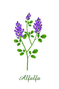 Alfalfa bitkisi, yeşil otlar bitkiler ve bitki koleksiyonu, gerçekçi vektör illüstrasyonu