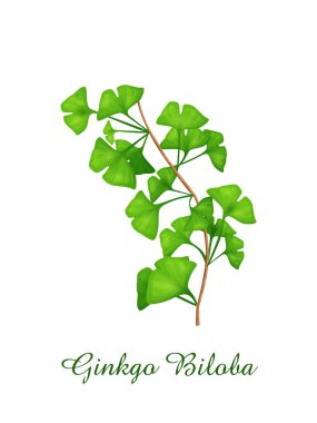 Ginkgo Biloba bitkisi, yeşil otlar bitkiler ve bitki koleksiyonu, gerçekçi vektör çizimi