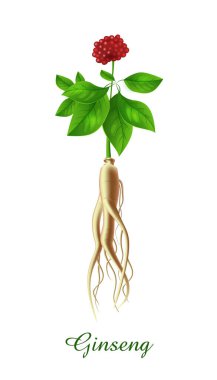 Ginseng bitkisi, yeşil otlar bitkiler ve bitki koleksiyonu, gerçekçi vektör illüstrasyonu