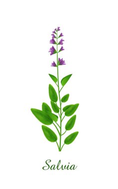 Salvia bitkisi, yeşil otlar bitkiler ve bitki koleksiyonu, gerçekçi vektör illüstrasyonu