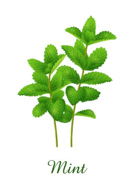 Mint plant, food green grasses herbs and plants collection, realistic vector illustration clipart