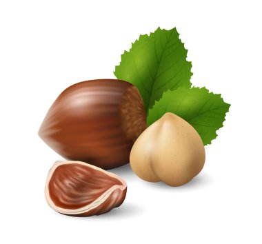 Yeşil yapraklı fındıklar. Fındık ve tohum koleksiyonu. Gerçekçi tasarım vektör illüstrasyonuName