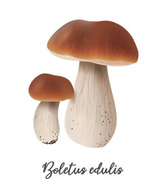 Beyaz arka planda Boletus Edulis Mantarı, doğal besin maddesi, gerçekçi vektör illüstrasyonu yakın plan