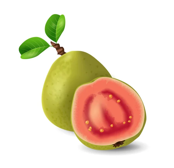 Frutta Guava Raccolta Frutti Esotici Disegno Realistico Vettoriale Illustrazione Primo — Vettoriale Stock