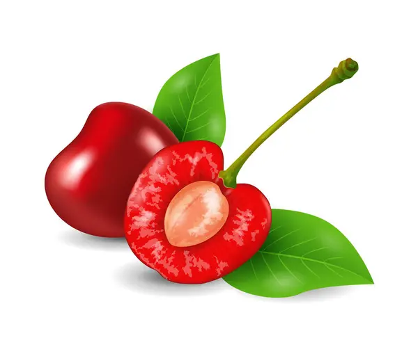 Cherry Berry Egzotyczne Owoce Kolekcja Realistyczny Projekt Wektor Ilustracja Zbliżenie — Wektor stockowy