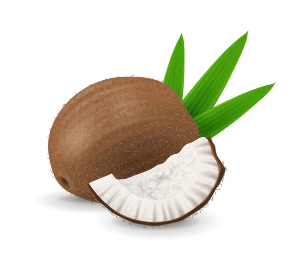 Kokosové Ovoce Exotický Sběr Ovoce Realistický Design Vektorové Ilustrace Close — Stockový vektor