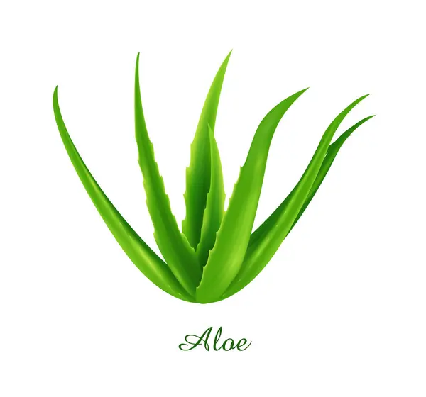 アロエ植物 緑の草のハーブおよび植物のコレクション 現実的なベクターのイラスト — ストックベクタ