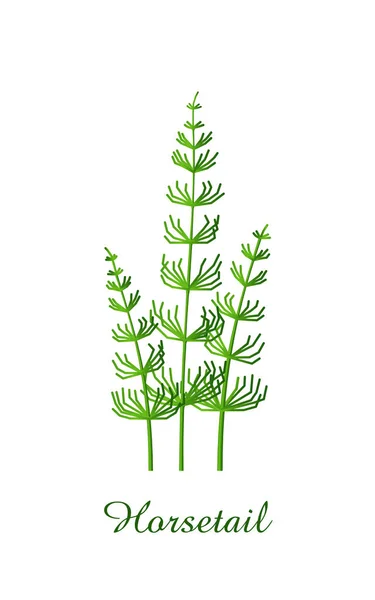 Корсетна Рослина Колекція Зелених Трав Рослин Реалістична Векторні Ілюстрації — стоковий вектор