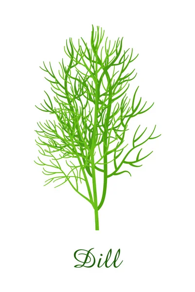 Dill Plant Voedsel Groene Grassen Kruiden Planten Collectie Realistische Vector — Stockvector