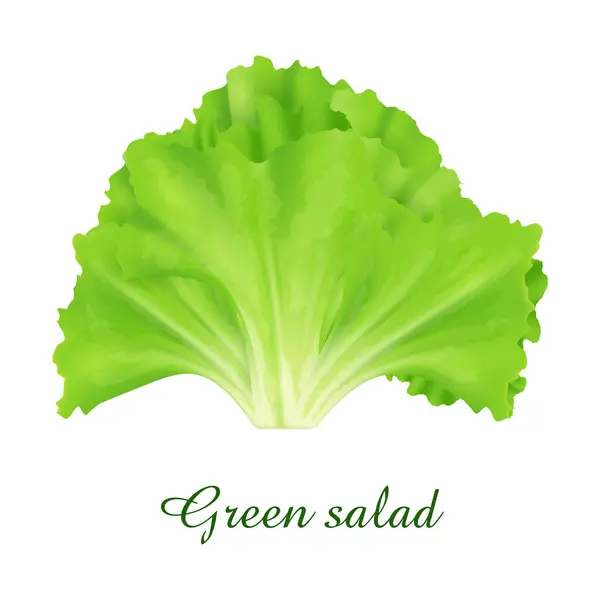 Grüne Salatpflanze Nahrung Grüne Gräser Kräuter Und Pflanzensammlung Realistische Vektorillustration — Stockvektor