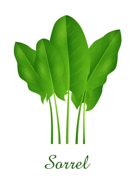 Рослина Соррель Колекція Зелених Трав Рослин Реалістична Векторні Ілюстрації — стоковий вектор