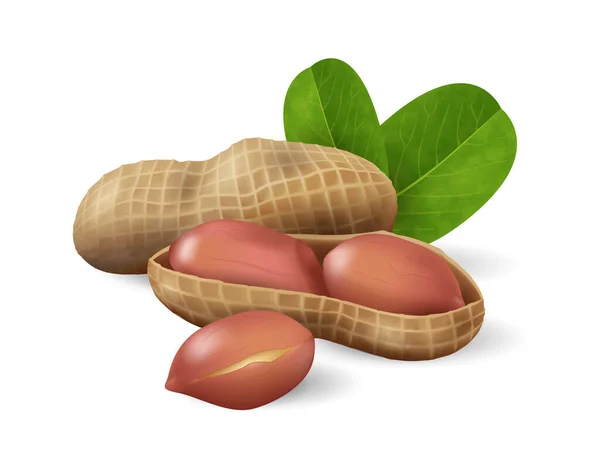 緑の葉のピーナッツ ナッツと種子コレクション 現実的なデザインベクターイラストのクローズアップ — ストックベクタ