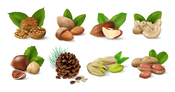 Sada Oříšků Zelenými Listy Sbírka Ořechů Semen Reálný Design Vektorové — Stockový vektor