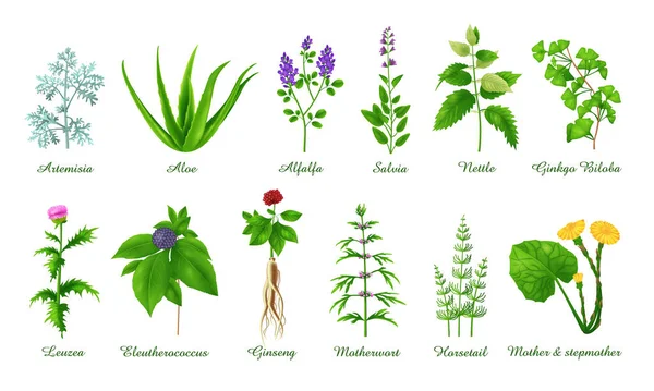 Σύνολο Ιατρικών Πράσινα Χόρτα Βότανα Και Φυτά Ρεαλιστική Διανυσματική Απεικόνιση — Διανυσματικό Αρχείο