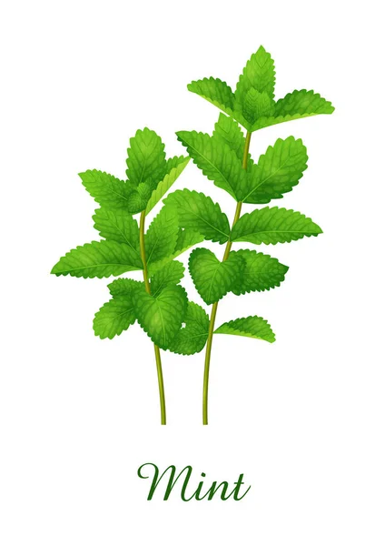 Menthe Herbe Verte Alimentaire Collection Herbes Plantes Illustration Vectorielle Réaliste — Image vectorielle