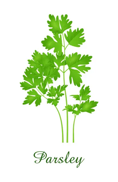パセリ工場 食品グリーン草ハーブ 植物コレクション 現実的なベクターイラスト — ストックベクタ