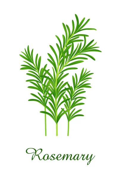 迷迭香植物 食用绿色草本植物和植物集合 现实的病媒图解 — 图库矢量图片#