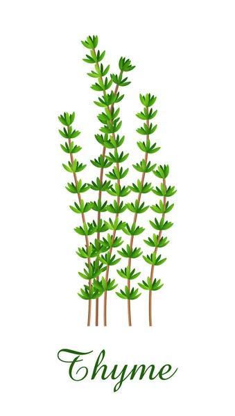 Timjan Växt Mat Grönt Gräs Örter Och Växter Insamling Realistisk — Stock vektor