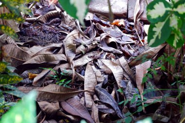 Toprakta sonbahar yaprakları, sonbahar mevsimi sürdürülebilirlik organik gübre kuru yaprakları küre kontrolünü kaplayan küresel ısınma gübre gübreleme arka bahçecilik ev yapımı fotokopi uzay fotoğrafı