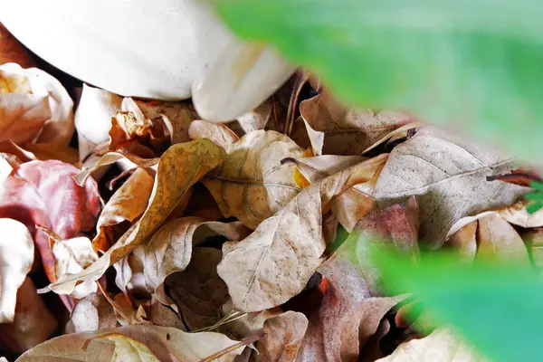 Toprakta sonbahar yaprakları, sonbahar mevsimi sürdürülebilirlik organik gübre kuru yaprakları küre kontrolünü kaplayan küresel ısınma gübre gübreleme arka bahçecilik ev yapımı fotokopi uzay fotoğrafı