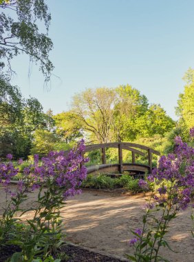 Japon ahşap köprüsü, Dowese Park, Braunschweig 'de çiçek açan mor çiçekler. Güzel doğa, dinlenme ve rahatlama. Dikey fotoğraf.