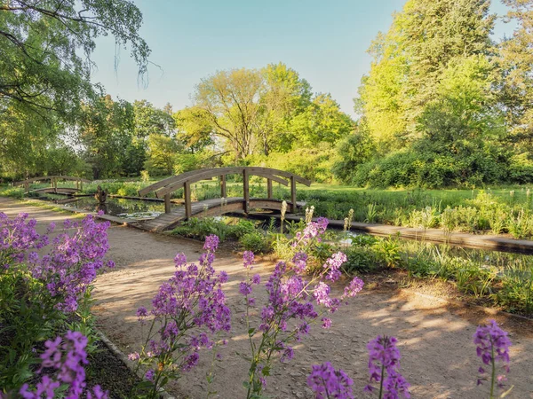 Dowesee Park Braunschweig Beautiful Landscape Sunny Summer Day Purple Flowers — Stock Photo, Image