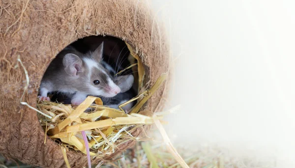 宠物护理 奇形怪状的老鼠 一只有色的老鼠坐在一间用椰子做的房子里 房子的背景是白色的 有复制的空间 图库照片