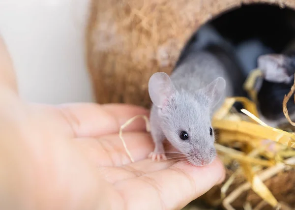 Small Gray Domestic Mouse Sits Persons Hand Contact Interaction Humans Stock Image