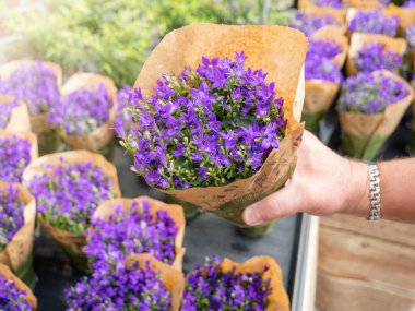 Kağıt ambalajda bir demet leylak çiçeği bir erkeğin eliyle tutulur. Hediye, pakette çiçekler, bir buket çiçek, anneler günü, babalar günü, anma günü. Campanula alameti..