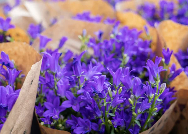 Kukat Campanula Portenschlagiana Dalmatian Bluebell Pakataan Paperin Pakkauksiin Myydään Kaupassa — kuvapankkivalokuva