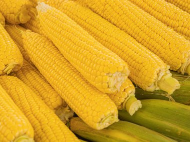 Koçanlarda taze mısır, yakın plan.