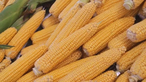 Сирі Очищені Кукурудзи Кукурудзяні Камери Крупним Планом Кукурудзяний Фон Свіжий — стокове відео