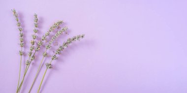 Kurumuş lavanta filizleri mor arka planda, fotokopi alanı ve bitkilerle kaplıdır. Lavanta - temel yağ kaynağı, antiseptik, güzellik ürünü bileşeni, güve kovucu.