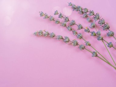 Kurutulmuş lavanta filizi pembe arka planda Bokeh, fotokopi alanı ve pankartıyla yatar. Lavanta önemli bir yağ kaynağı, bir antiseptik, kozmetik ürünlerinde bir malzeme ve bir güve savar..