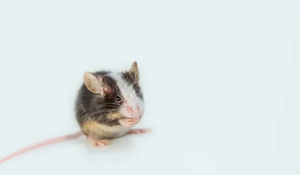 家居装饰鼠标 小啮齿动物在白色背景与复制空间 — 图库照片